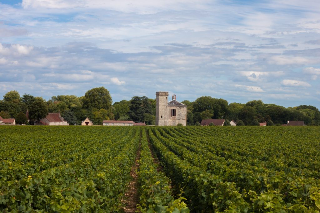 BEAUJOLAIS – Á AÐ KÆLA EÐA EKKI?