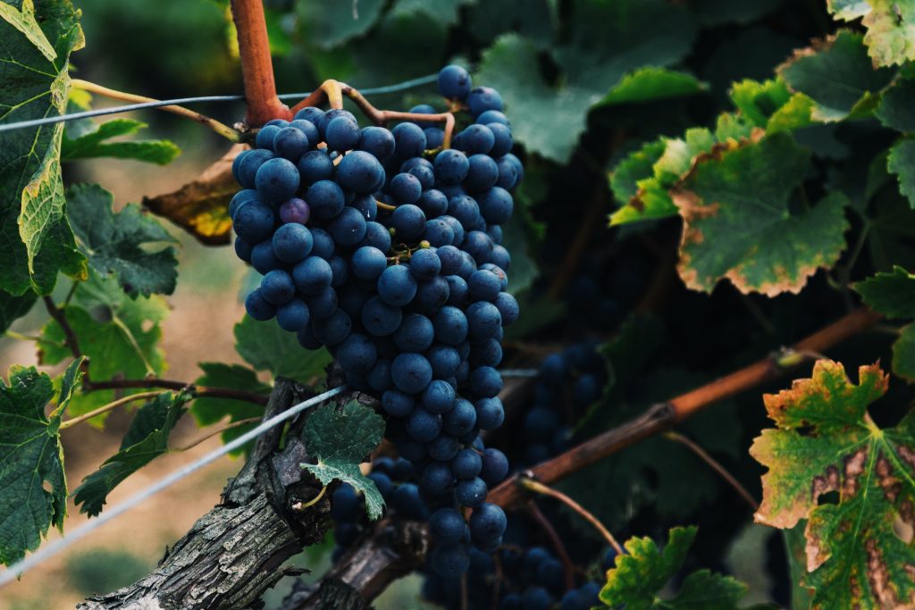 Skemmtilegar staðreyndir um hina ítölsku sangiovese-þrúgu