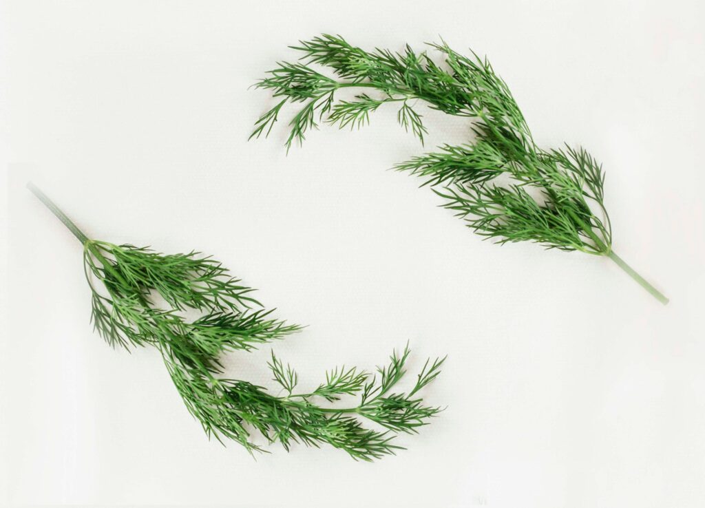 Kryddjurtin dill