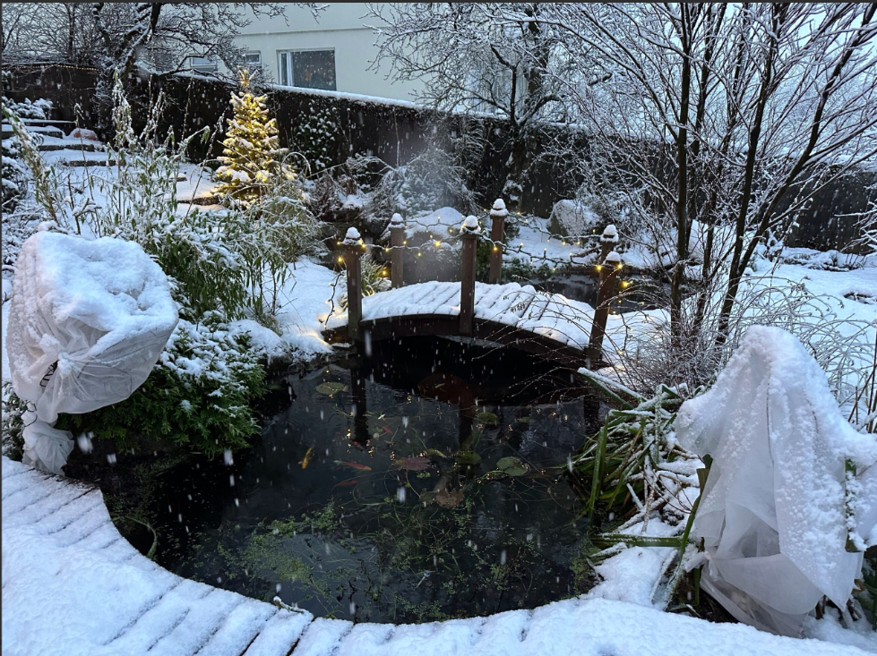 Vetrarkonungur í garðinum