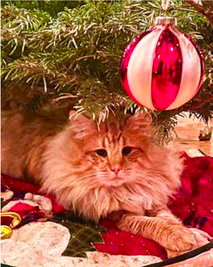 Jólakettir, blóm og greni